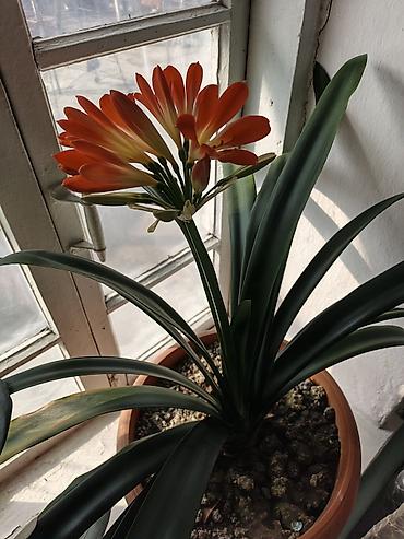 Бөлмө өсүмдүктөрү: Кливия миниата (Clivia miniata) в горшке. - Эффектное комнатное — 4