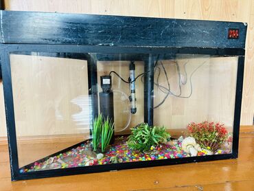 аквариум в баку: Üçbucaq akvarium, Boş, 40 l, Ünvandan götürmə, Pulsuz çatdırılma
