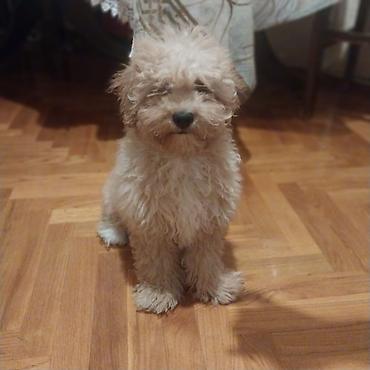 Pudel, 7 ay, Erkək, Sənədli, Ünvandan götürmə lalafo.az -da Pudel, 7 ay, Erkək, Sənədli, Ünvandan götürmə