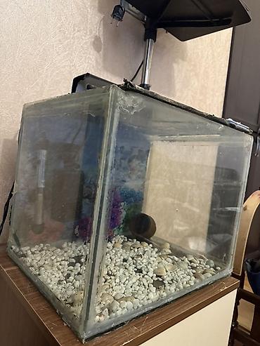 100 l akvarium: Dördbucaq akvarium, Boş, 42 l — 3