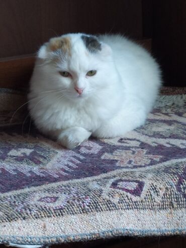 Pişiklər: Şotland yastı qulaq, Yaxşı əllərə — 5