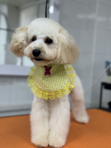 balaca ag itler: Pudel, 10 ay, Erkek, Peyvəndli, Ünvandan götürmə, Pulsuz çatdırılma, Ödənişli çatdırılma
