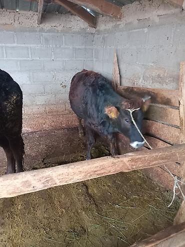 Коровы, быки: Продаю | Бык (самец) — 4