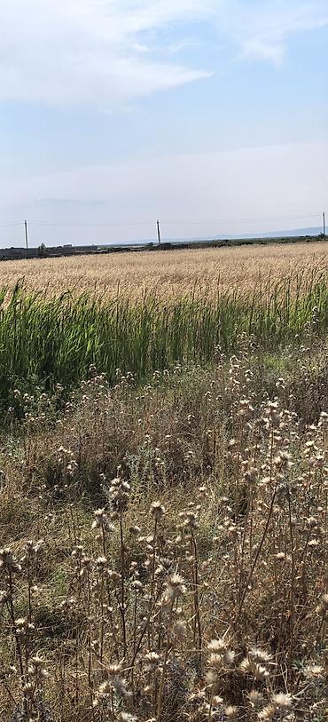 çilədağı bitkisi rus dilində: Arpa satılır. qiyməti 38 qəpik 

Əlavə məlumat üçün yazın — 2