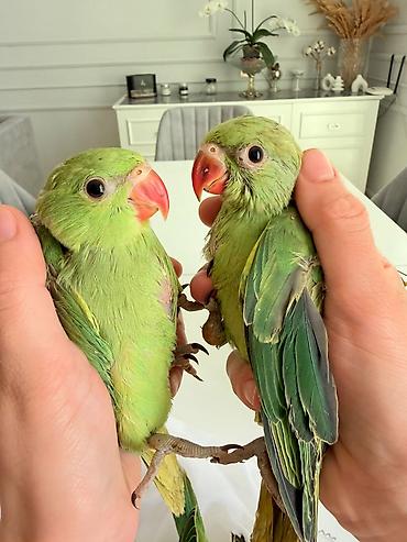 bulbul quşu satışı: Bala ojrelviler 5 dene var isdeyen buyursun wpirisle besleyirem temiz — 4