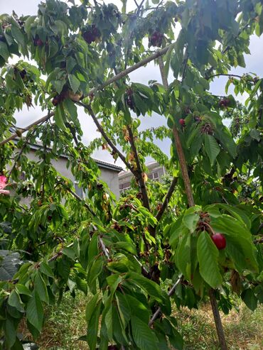 Həyət evləri və villaların satışı: 4 otaqlı, 120 kv. m, Kredit yoxdur, Orta təmir — 6