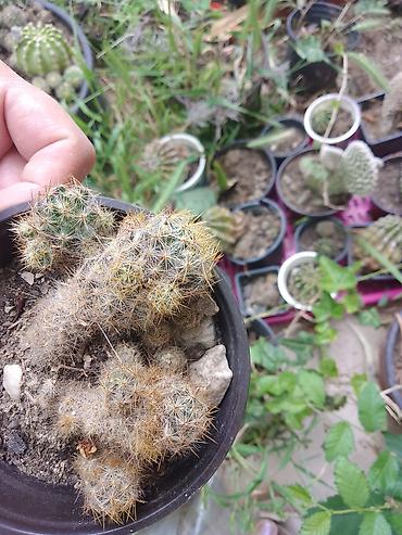 kalatea slike: Kolekcija kaktusa – više vrsta u saksijama - Opuntia (indijska — 6