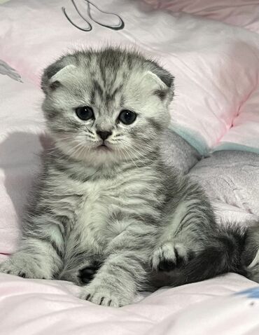 кошка шотландская вислоухая: Продаются котята Шотландские малыши породы Scottish fold . Родились