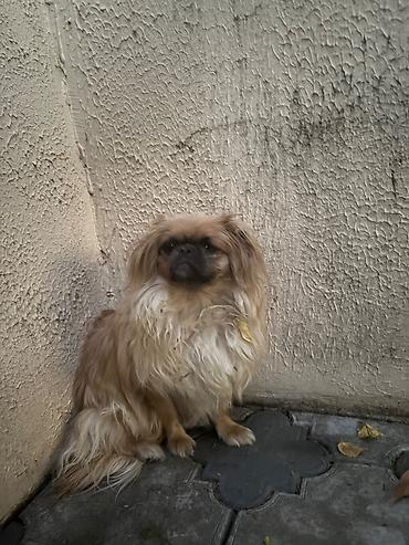 tap az qaz balalari: Pekines, 4 ay, Erkək, Ünvandan götürmə — 2