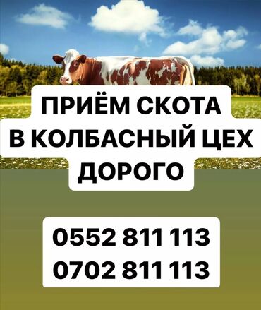 А/ч жаныбарларын сатып алам: Сатып алам | Уйлар, букалар, Башка а/ч жаныбарлары | Бардык шартта, Күнү-түнү, Бордоп семиртүү үчүн