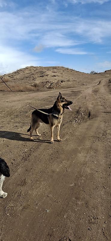 Продажа собак: ❗️❗️❗️❗️ВЯЗКА ❗️❗️❗️Восточно европейская овчарка .Сильный мощный — 3