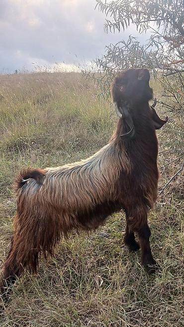 Dişi, il: 2, 40 kq, Damazlıq, Ünvandan götürmə
