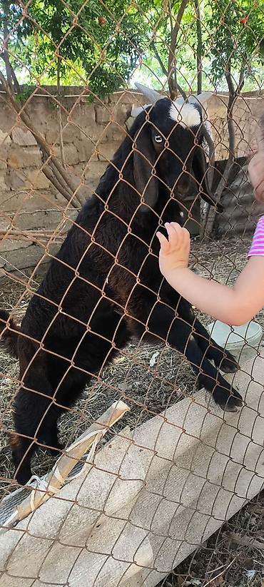 keci heyvan: Erkək, il: 1, Damazlıq — 2