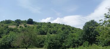 Torpaq sahələrinin satışı: 12 sot, Mülkiyyətçi, Kupça (Çıxarış) — 7