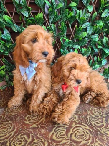 kavez za papagaje uradi sam: Prelepi štenci labradoodle spremni za svoj novi dom. Primili uredno