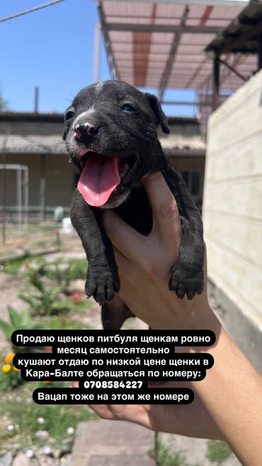 купить пекинеса мальчика: Питбуль, 1 месяц, Самец
