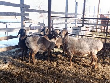 Бараны, овцы: Продаю | Овца (самка) — 9