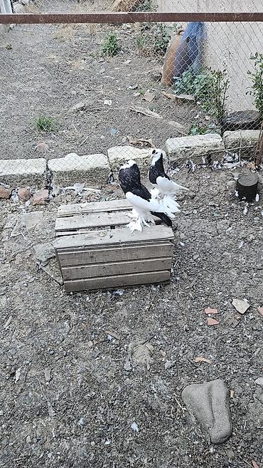 ördək balası və cücə: Xamilyon qara pomerianlar həm beli həm quyruqlari parıltılı qaradır — 1