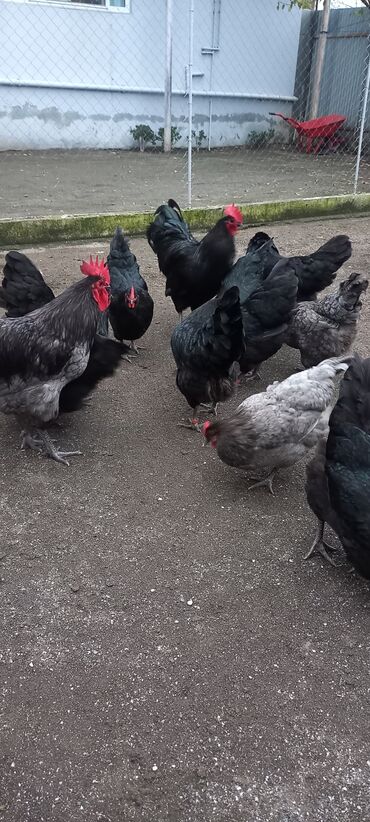 Xoruzlar: Avstrolob yumurtası və cucəsi sifariş olnur sifariş qabagcadan — 9