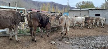 Коровы, быки: Продаю | Корова (самка) | Швицкая | Для разведения | Стельные — 4