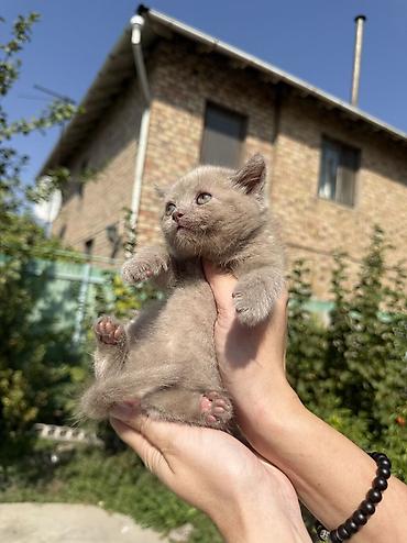 сибирская вислоухая кошка: Британская короткошёрстная, 1 месяц, Девочка, Лиловый, Приучена к лотку, Проглистована, С документами — 5