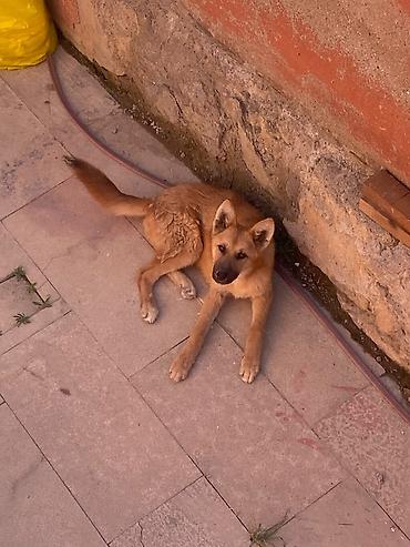 golden retriever golden: Alman çoban iti, 5 ay, Erkək, Peyvəndli, Ünvandan götürmə — 1