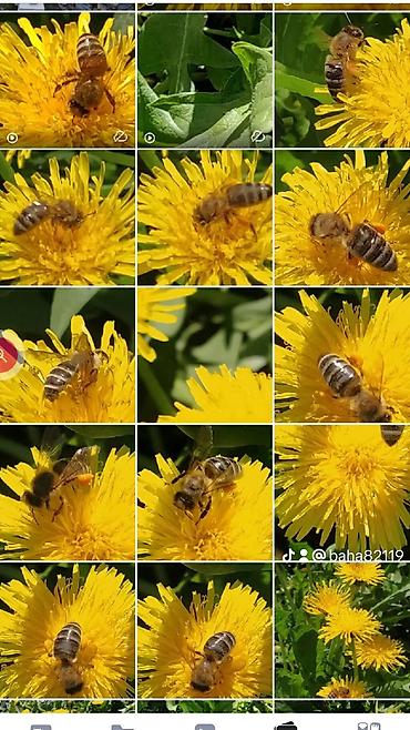 Мёд: МУЖСКАЯ СИЛА ЭТО. Пчелиное маточное молочко в натуральных условиях,в — 9