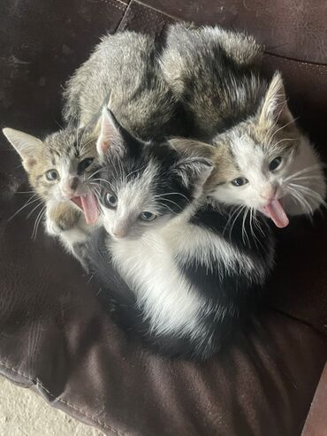 сиамский кошка: Котята, помет из трех малышей: - Возраст: примерно 2–3 месяца (по