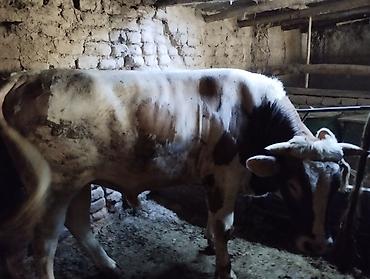 корова на продажу: Продаю | Бык (самец) | Симментальская | На откорм, Для разведения — 2