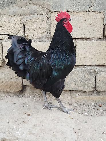 lohmann brown toyuqlari: Məhsul: Qara rəngli xoruz Təsvir: - Parlaq qara-ləkəli tüklər — 2