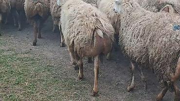 Qoyunlar, qoçlar: 550 baş qaradolaq sortu satlır qiymet elaqe saxla — 4