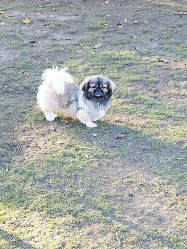 poodle it: Pekines, 1 il, Erkek, Ünvandan götürmə