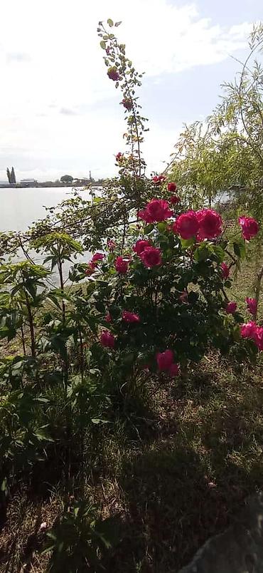 Torpaq sahələrinin satışı: 14 sot, Biznes üçün, Mülkiyyətçi, Kupça (Çıxarış) -da lalafo.az — 9 Torpaq sahələrinin satışı: 14 sot, Biznes üçün, Mülkiyyətçi, Kupça (Çıxarış) — 9