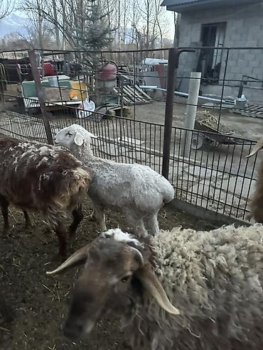 Баран, овца: Продаю | Баран (самец) | Полукровка | Для разведения — 6