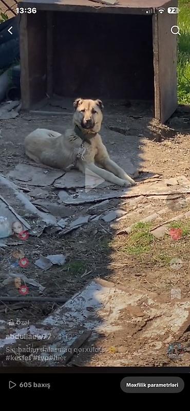 kanada sortu hinduşka: Kanqal, 1 il, Erkək — 3