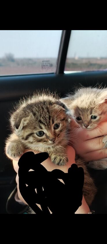 Pişiklər: Şotland yastı qulaq — 4