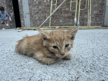купить домик для кошки недорого: Кошка даром: Беспородная, Мальчик