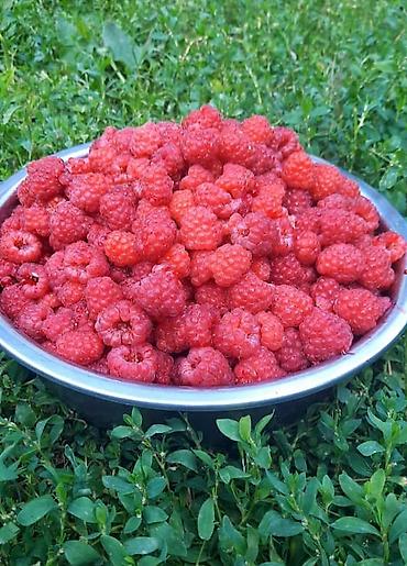 куры оптом: Малина В розницу — 3