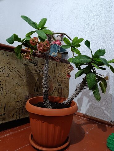 растения для аквариума купить: Молочай Миля (Euphorbia milii) в горшке - Эффектный суккулент с