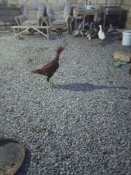 alman coban iti satisi: Heyratı xoruz sağlamdır qiymət 40 manat Real alıcılar yazsın