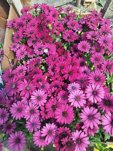 Другие садовые цветы и кустарники: Только оптом.По штучно не звонить.Рассада однолетних цветов для клумб — 5