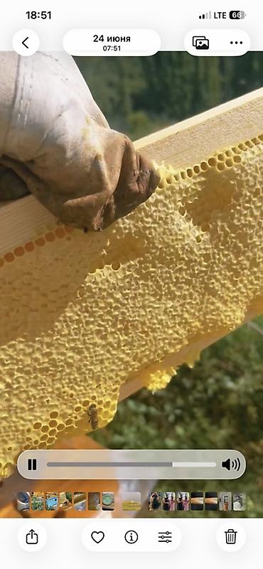 курут фон: Сотовый мёд из собственной пасеки - Натуральный сотовый мёд в — 1