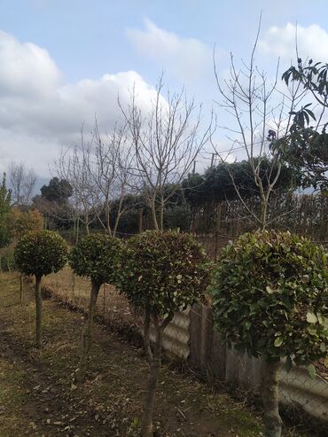 Ağaclar: İlin 12 ayı həmişə yaşıl dekorativ ağaclar yarpaqları tökülmür bu -da lalafo.az — 8 Ağaclar: İlin 12 ayı həmişə yaşıl dekorativ ağaclar yarpaqları tökülmür bu — 8