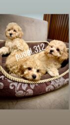 купить тибетский мастиф: Продаются кукольные той пудели Клубные с родословной и ветеринарным