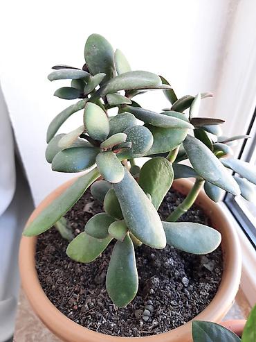 romaşka gülü: Dibçək gülü Sansevieria,gülü crassula,gülü fikus gülü,aloe gülü — 6