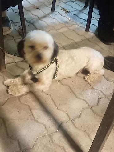 it pudel: 2 il, Erkək, Peyvəndli, Ünvandan götürmə — 2