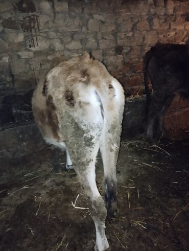 Dana, buzov: Dana, buzov, Erkək, ay: 6, Ətlik — 7