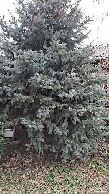 Ель: Ель голубая (Picea pungens ‘Glauca’) – крупномерные экземпляры для — 4