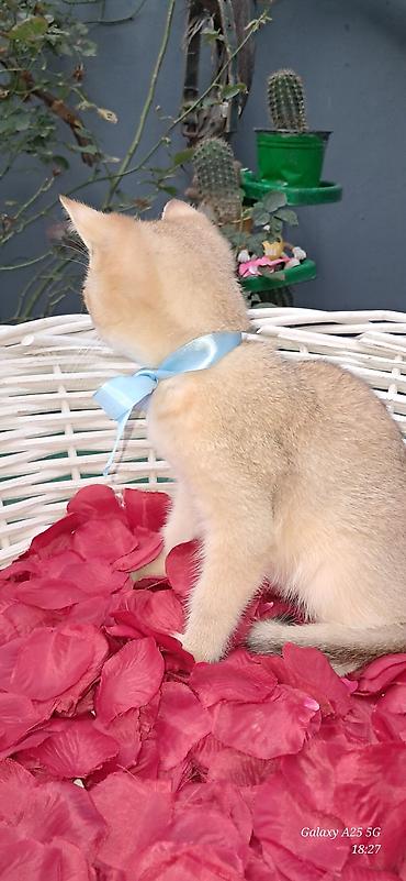 pişik şotlant: 🐱 Gold Şinşilla balaları satılır 🐱 ✨ Çox gözəl qızılı rəng və yumşaq — 2
