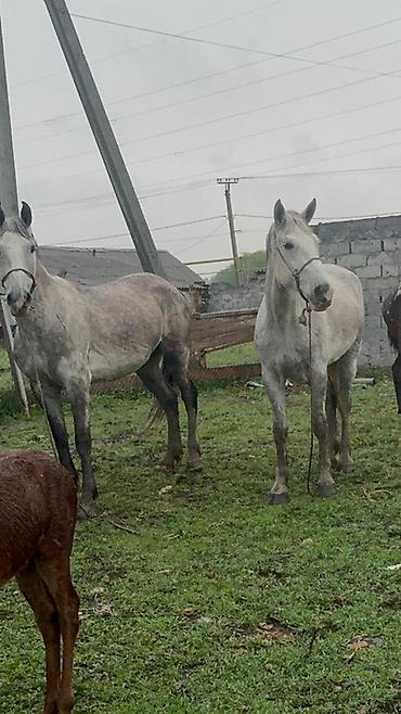 Лошади, кони: Продаю | Кобыла (самка) | Рабочий — 9